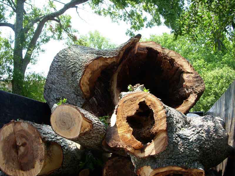 CHARLESTON TREE REMOVAL 1 CHARLESTON TREE REMOVAL 1