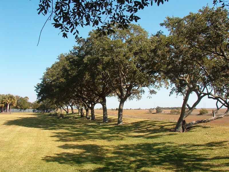 TREE SERVICE MOUNT PLEASANT SC 1 TREE SERVICE MOUNT PLEASANT SC 1
